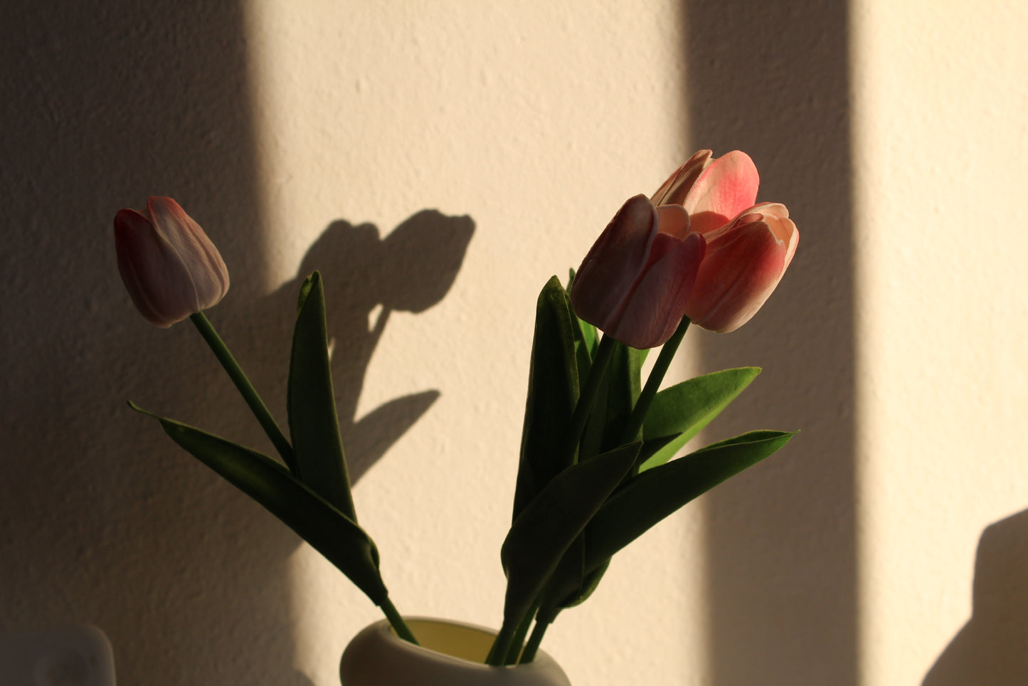 Tulipanes